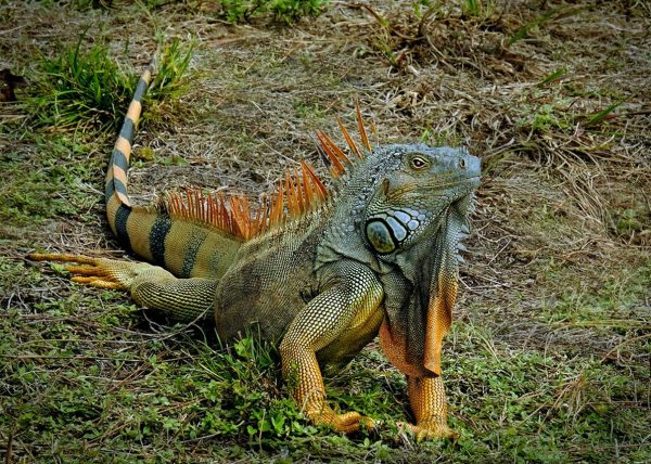 Green Iguana by David Guttman – Honourable Mention