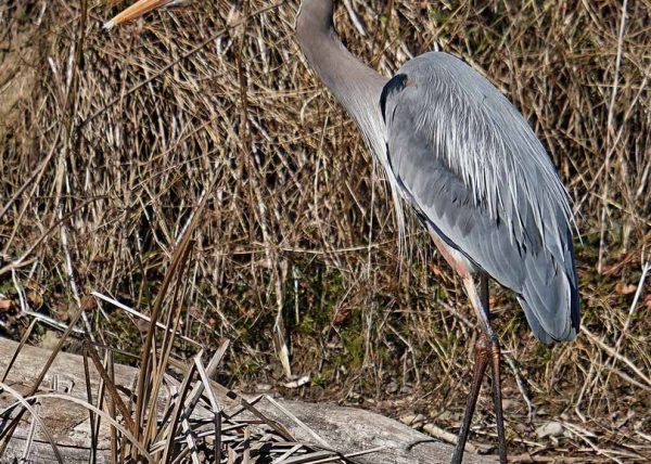 Heron by Morris (Mickey) Milner – Honourable Mention