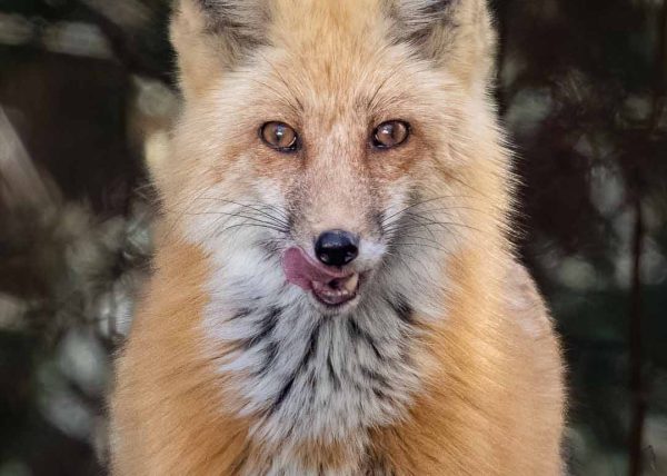 Hungry Fox by Jennifer Allen – Honourable Mention