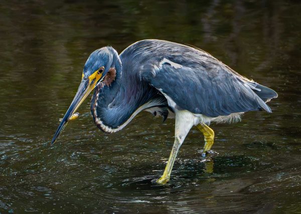 Hunt in Progress by Alberto Bustos – Award of Merit