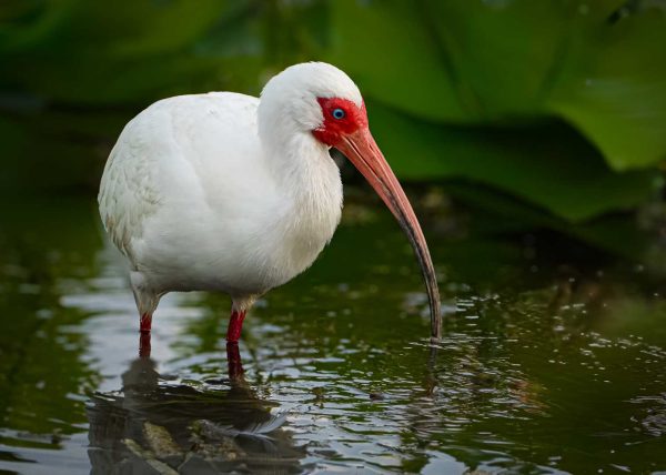 Ivory Herald of the Marsh by Alberto Bustos - Honourable Mention