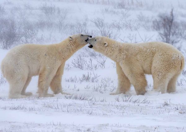 Kissing Polar Bears by Betty Chan – Award of Merit