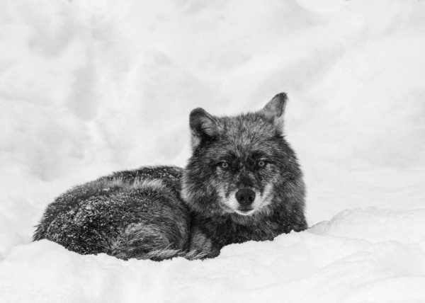 Lone Wolf by Jennifer Allen – Honourable Mention