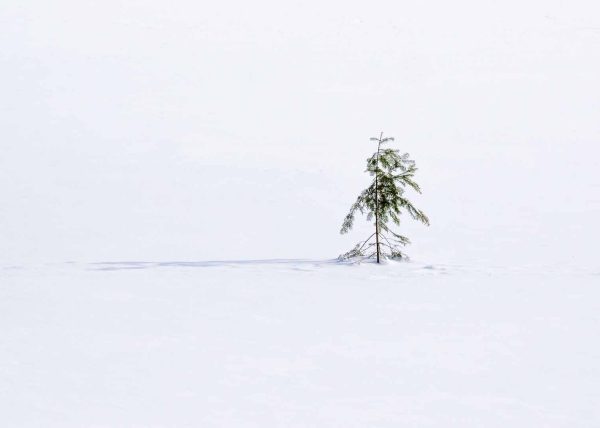 Lonely by Jennifer Allen – Honourable Mention