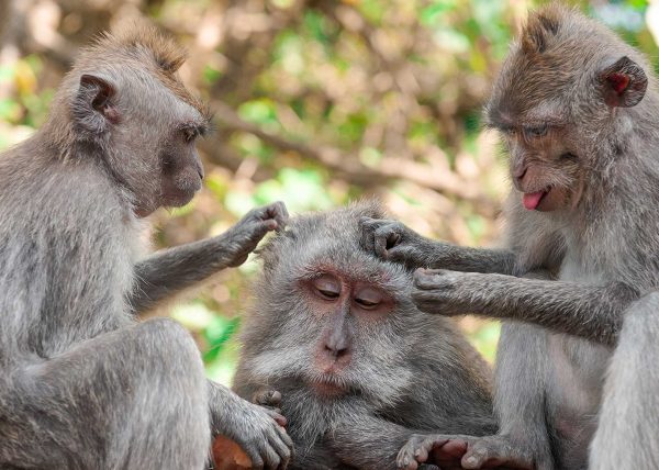 Long-tailed Macaques by Reg Hawes - Award of Merit