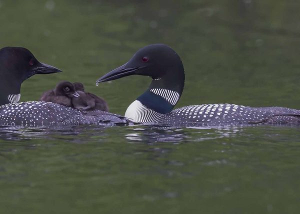Loon with Chicks by Cynthia Smith – Award of Merit