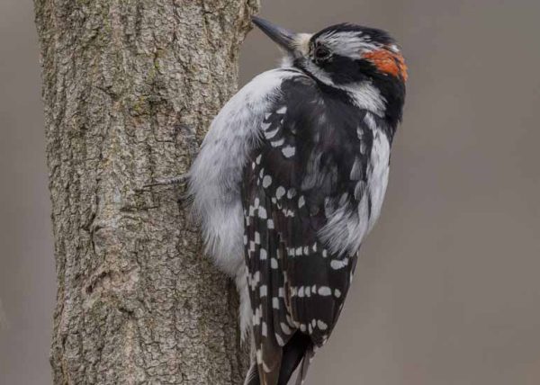 Male Downy Woodpecker by Cynthia Smith – Award of Merit