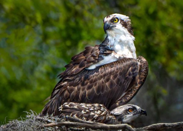 Mom's Watchful Eye, Osprey with Chick by Gary Phillips – Award of Merit