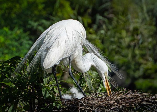 Nest Duty by Alberto Bustos - Honourable Mention