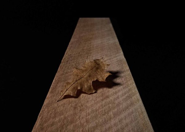 Oak by Gary Phillips – Honourable Mention
