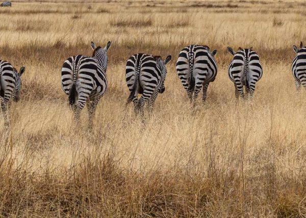 Orderly retreat by Catherine AuYeung – Honourable Mention