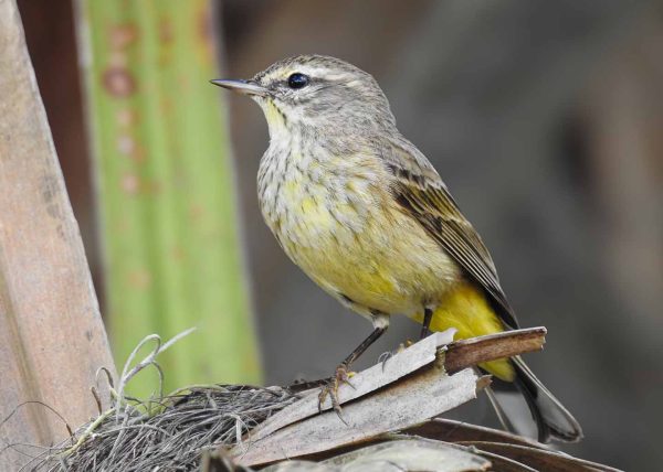 Palm Warbler by Joanne McCulloch – Award of Merit