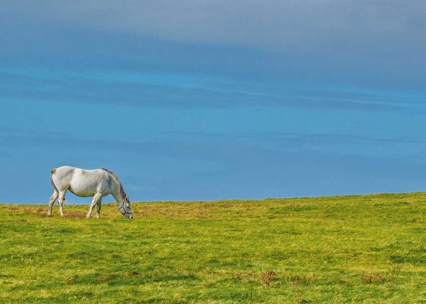 Peaceful Grazing by Michele Fraser – Award of Merit