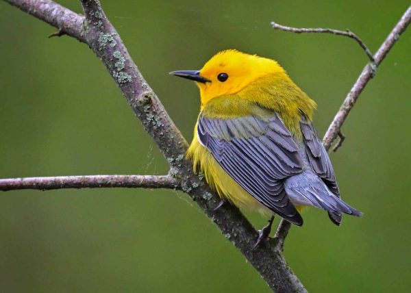 Prothonotary Warbler by Jean Liao – Award of Merit