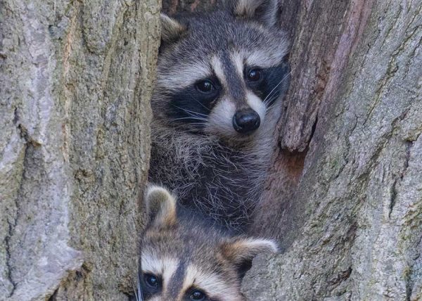 Racoons in a Safe Place by Reg Hawes - Award of Merit