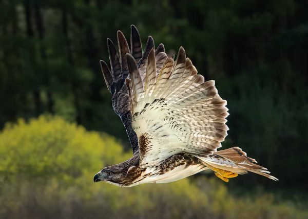 Red-tailed Hawk in Flight by Gary Phillips – Award of Merit