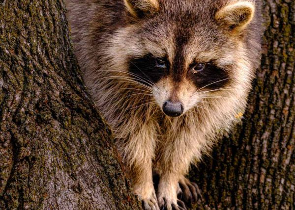 Ricky the Raccoon by Tenison Yue – Honourable Mention