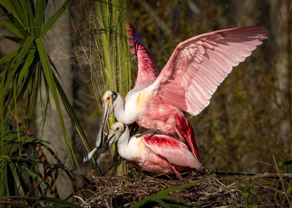 Roseate Spoonbill Mating by Alberto Bustos - Honourable Mention
