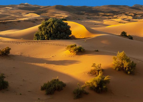 Sahara at Sunrise by Cheryl Powers - Award of Merit