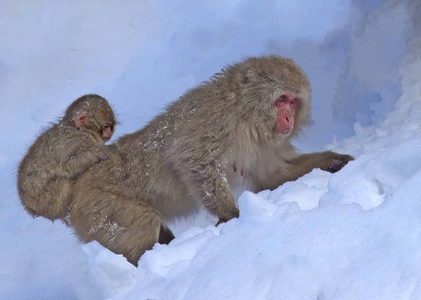 Snow Monkey Climbing With Baby by Betty Chan – Award of Merit
