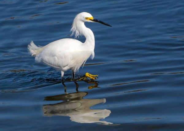 Snowy Egret in Tidal Pool by Jennifer Allen – Honourable Mention