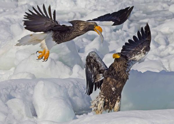 Stella Sea Eagles by Betty Chan – Award of Merit