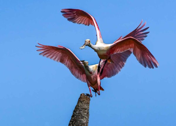 Territorial Encounter by Alberto Bustos – Award of Merit