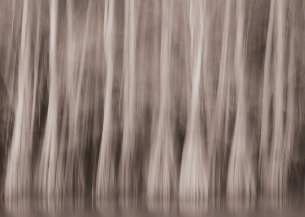 The Dance of Trees by Marcos Lins – Honourable Mention