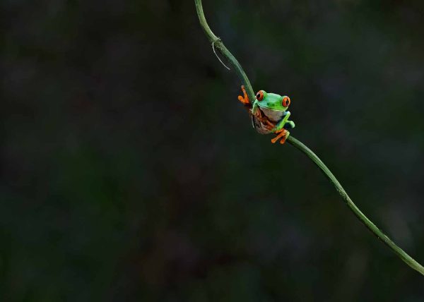 Tree Frog in the Dark by Betty Chan – Honourable Mention