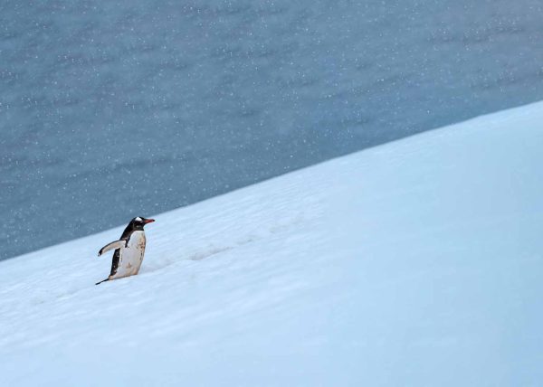 Trekking in the Snow by Betty Chan – Award of Merit