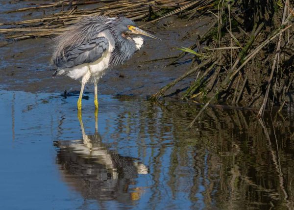 Tricoloured Heron in the Marsh by Jennifer Allen – Honourable Mention