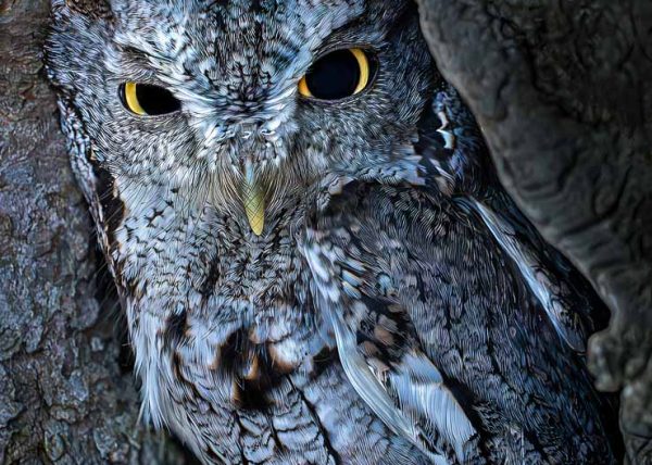Tucked In Screech Owl by Gary Phillips – Award of Merit