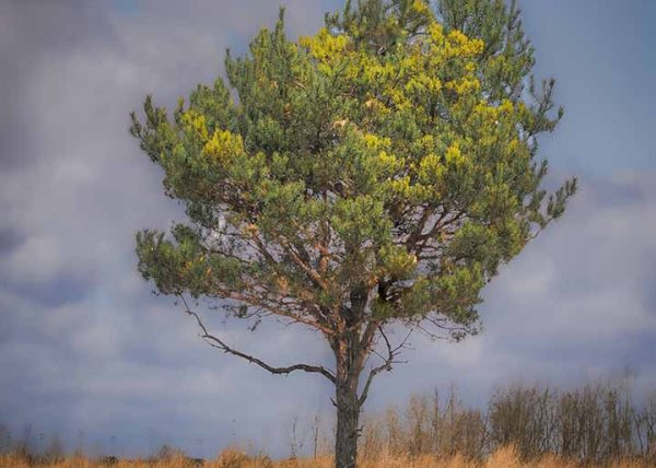 What the Tree's Whisper by Tony Di Bartolomeo – Honourable Mention