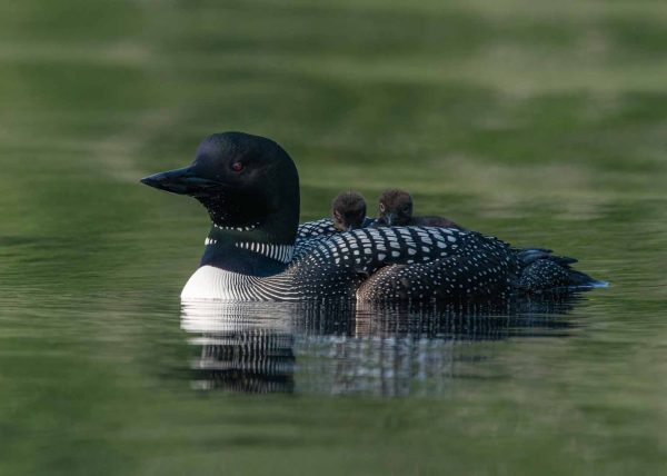 Vulnerable Loonlets Stay Safe by Jennifer Allen – Honourable Mention