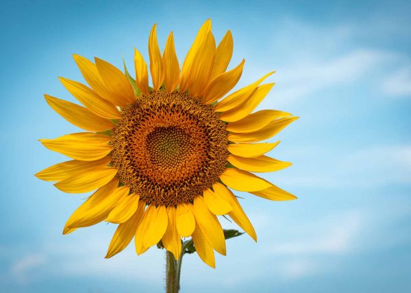 Where the Sun Pauses by Alberto Bustos – Award of Merit