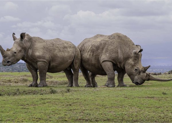 White Rhinos by George Campbell – Award of Merit