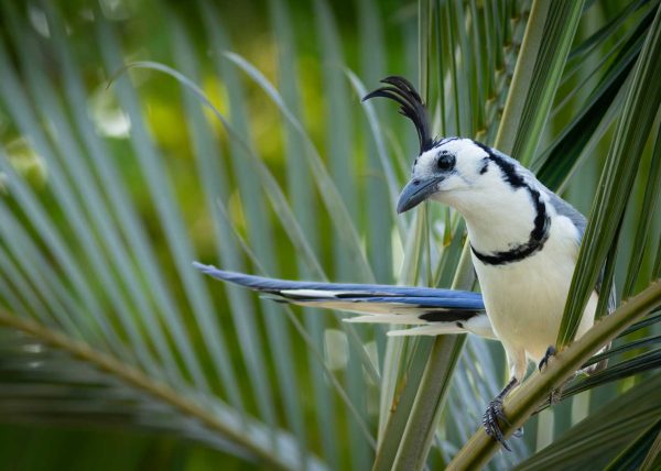 White-throated Magpie Jay by Marcos Lins - Honourable Mention