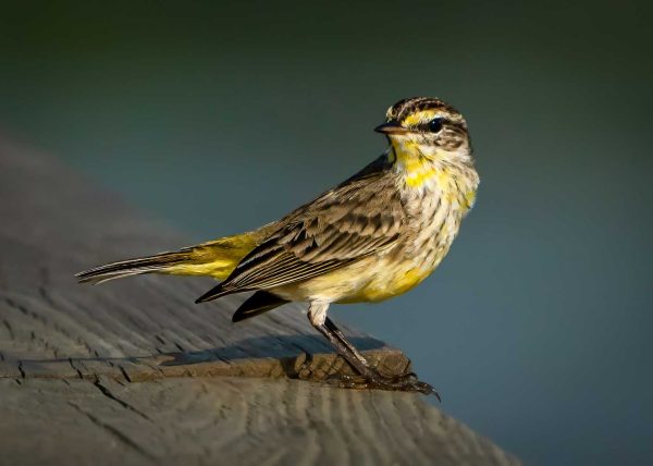 Yellow Glow in the Morning Light by Alberto Bustos - Honourable Mention