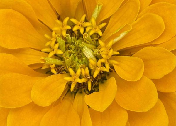 Zinnia by Filomena Ramalhoso – Honourable Mention
